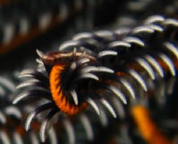 Baby Crinoid clingfish, resting nicely on a tip of feathe... by Mulwardi Tjitra 